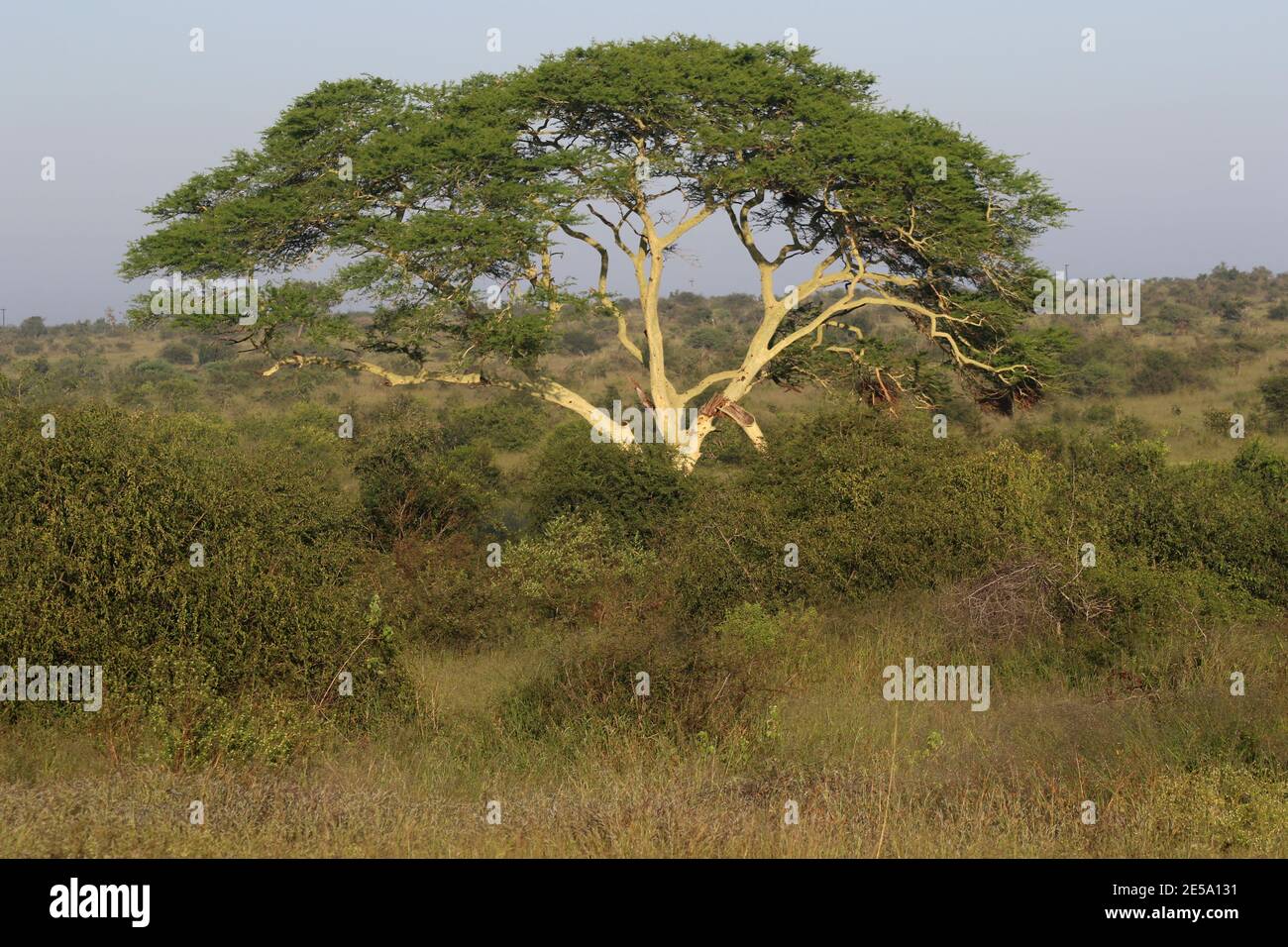Ein reifer Fever Baum (Vachellia xanthohloea) Dominiert die Landschaft im Krüger Nationalpark Stockfoto
