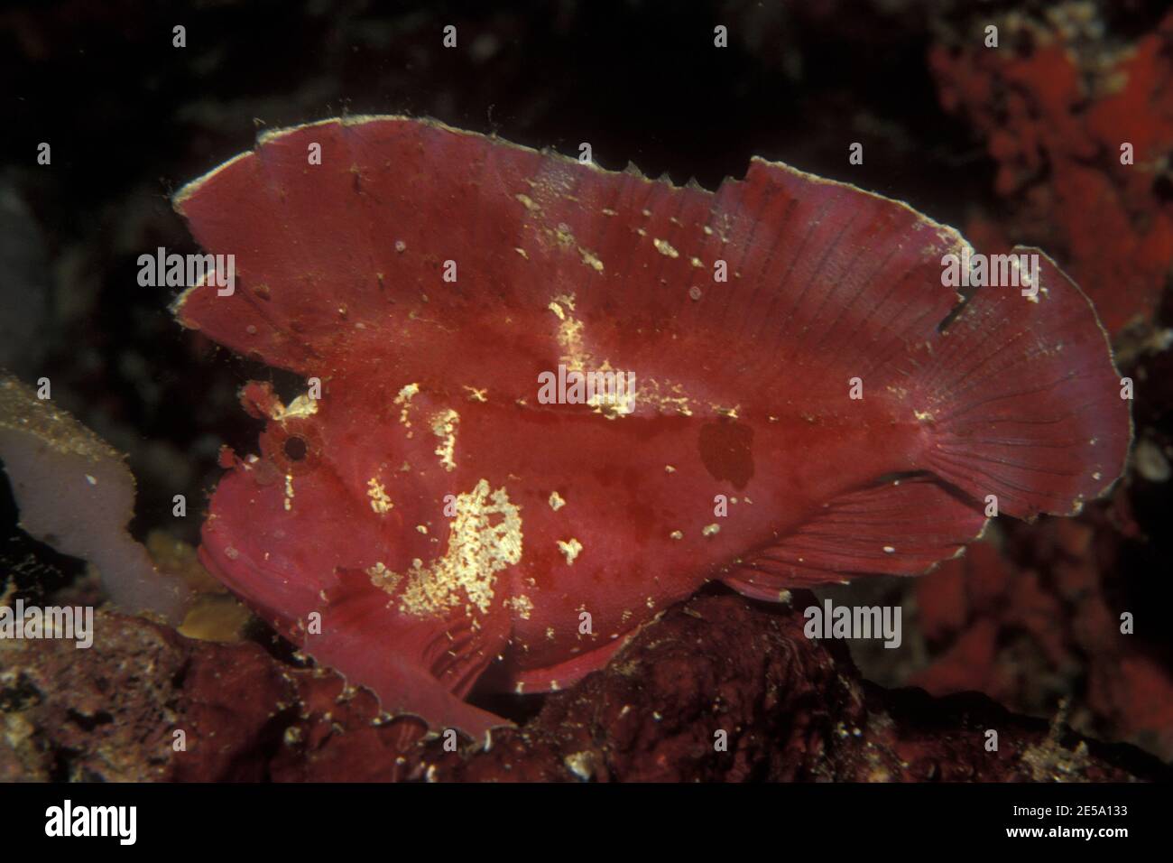 Taenianotus triacanthus, Blattsorpionfisch, Schaukelfisch, Stockfoto