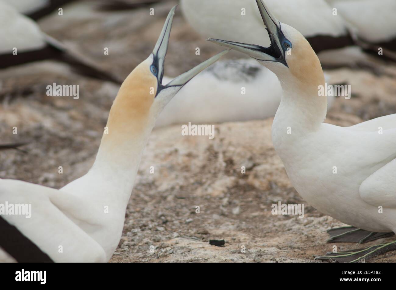 Australasian Tölpel Morus Serrator kämpfen. Plateau Colony. Cape Kidnappers Gannet Reserve. Nordinsel. Neuseeland. Stockfoto