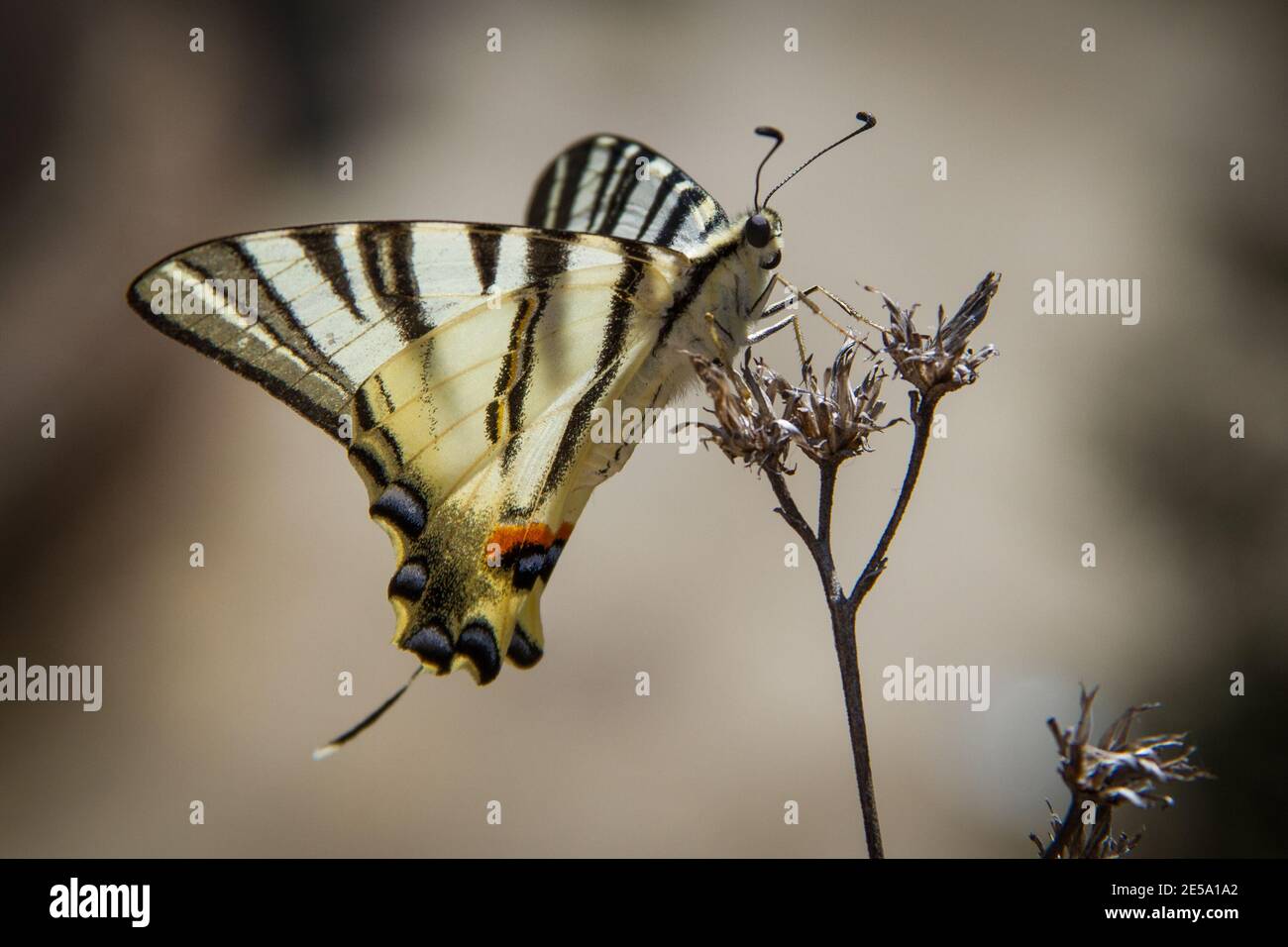 Schöner Schmetterling auf einer Pflanze in Siena, Italien Stockfoto