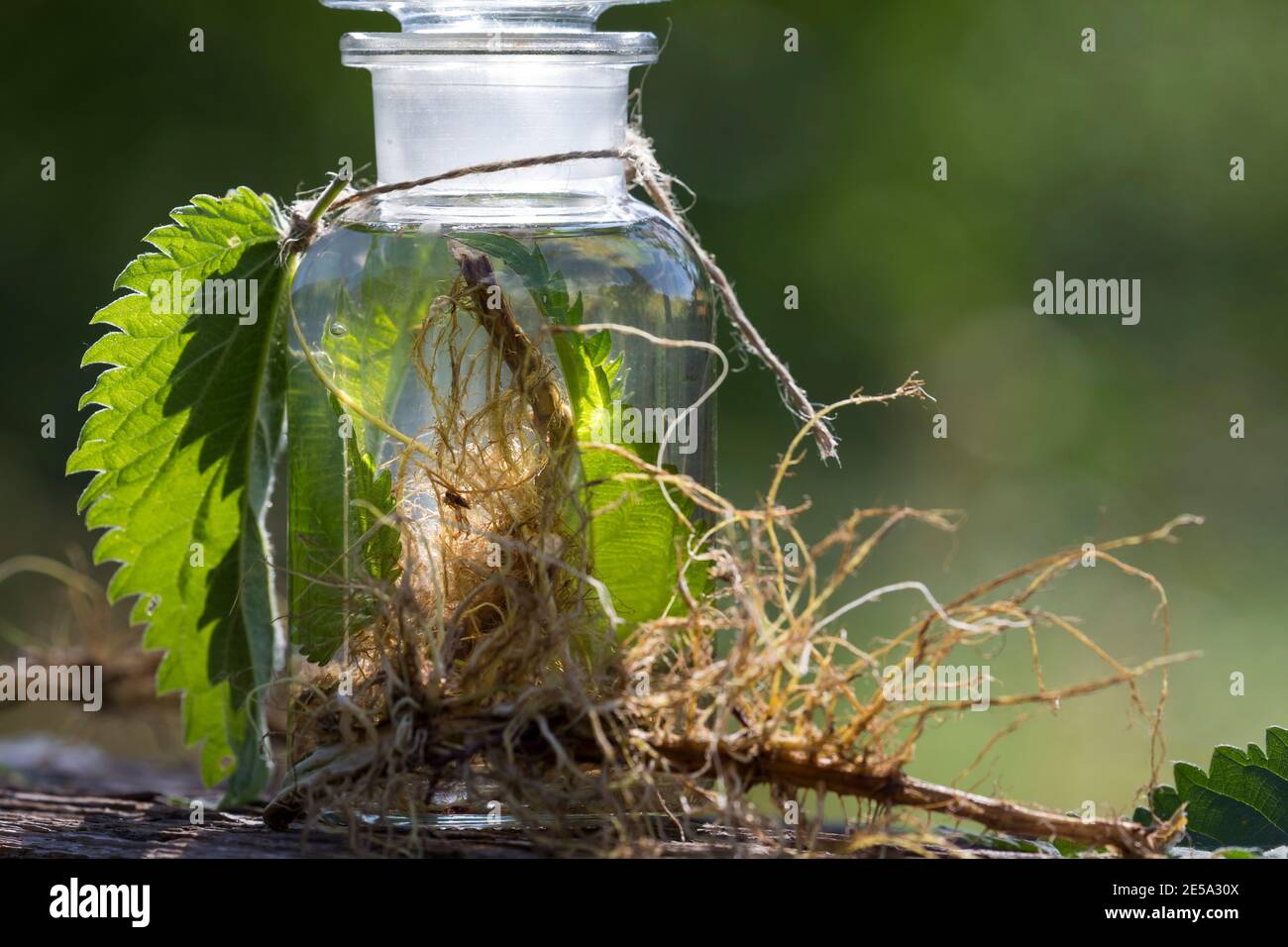 Brennnessel-Tinktur, Brennnesseltinktur, Tinktur mit Brennnesseln, Blatt,  Blätter, Wurzeln, Wurzeln, alkoholischer Auszug, Tinkturen,  Brennnessel-Wurze Stockfotografie - Alamy