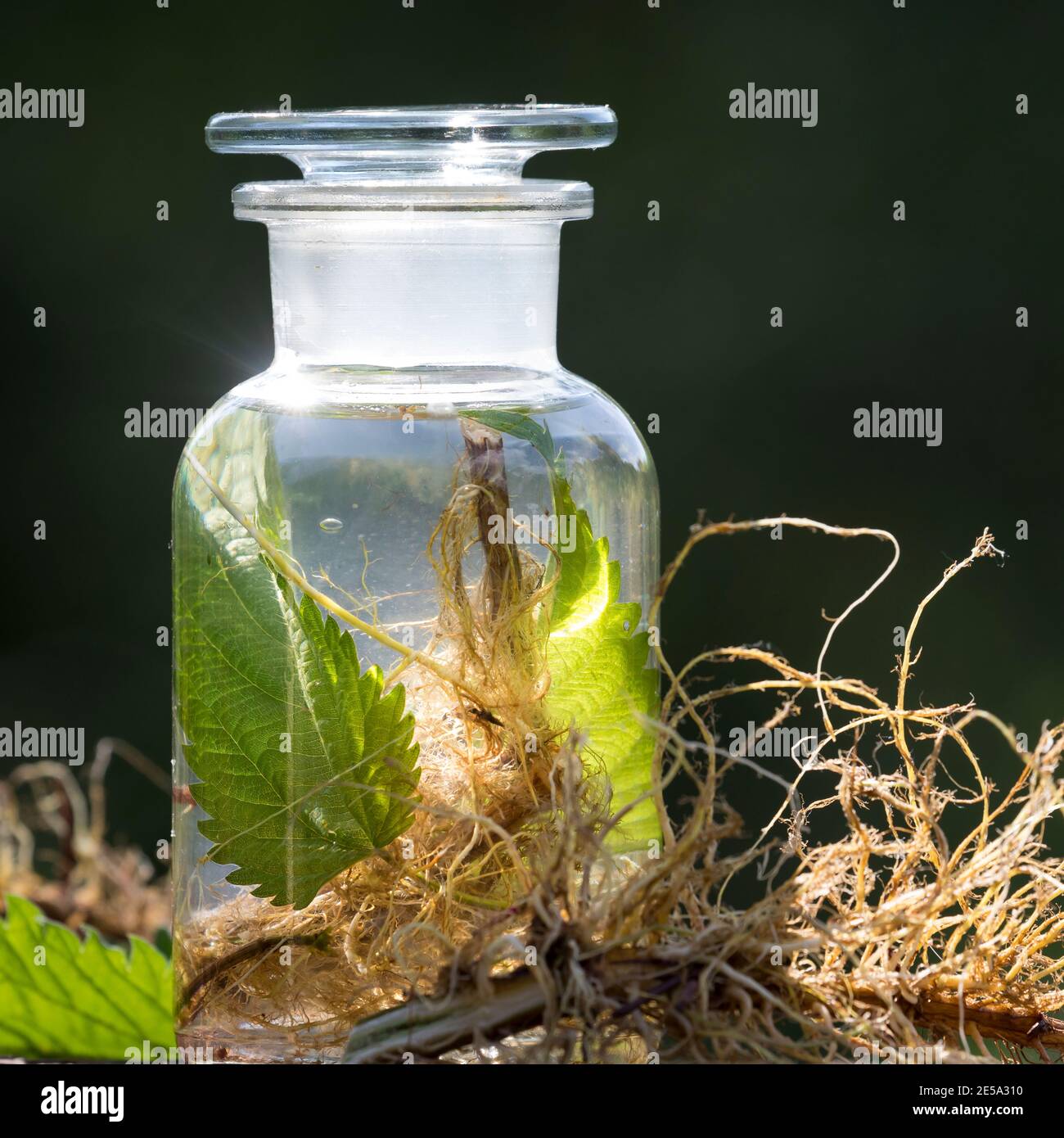 Brennnessel-Tinktur, Brennnesseltinktur, Tinktur mit Brennnesseln, Blatt, Blätter, Wurzeln, Wurzeln, alkoholischer Auszug, Tinkturen, Brennnessel-Wurze Stockfoto