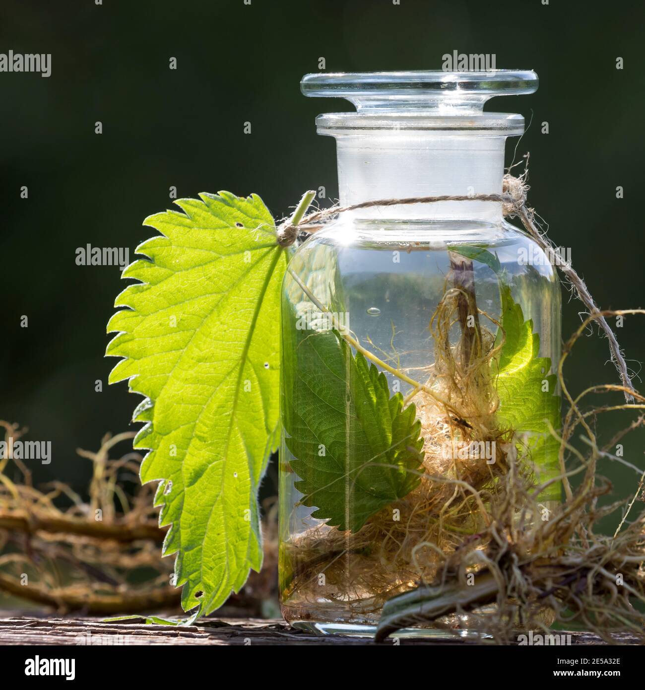 Brennnessel-Tinktur, Brennnesseltinktur, Tinktur mit Brennnesseln, Blatt, Blätter, Wurzeln, Wurzeln, alkoholischer Auszug, Tinkturen, Brennnessel-Wurze Stockfoto