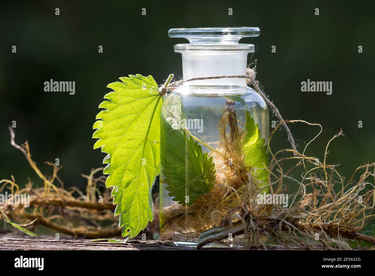 Brennnessel-Tinktur, Brennnesseltinktur, Tinktur mit Brennnesseln, Blatt, Blätter, Wurzeln, Wurzeln, alkoholischer Auszug, Tinkturen, Brennnessel-Wurze Stockfoto