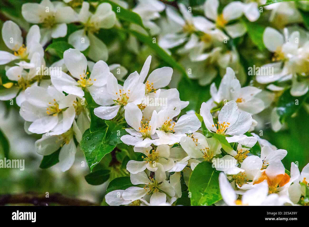 Chinesische Apfelbaumartsorte weiß (Malus prunifolia) Blüht zwischen hellgrünen frischen Grün des Parks Stockfoto