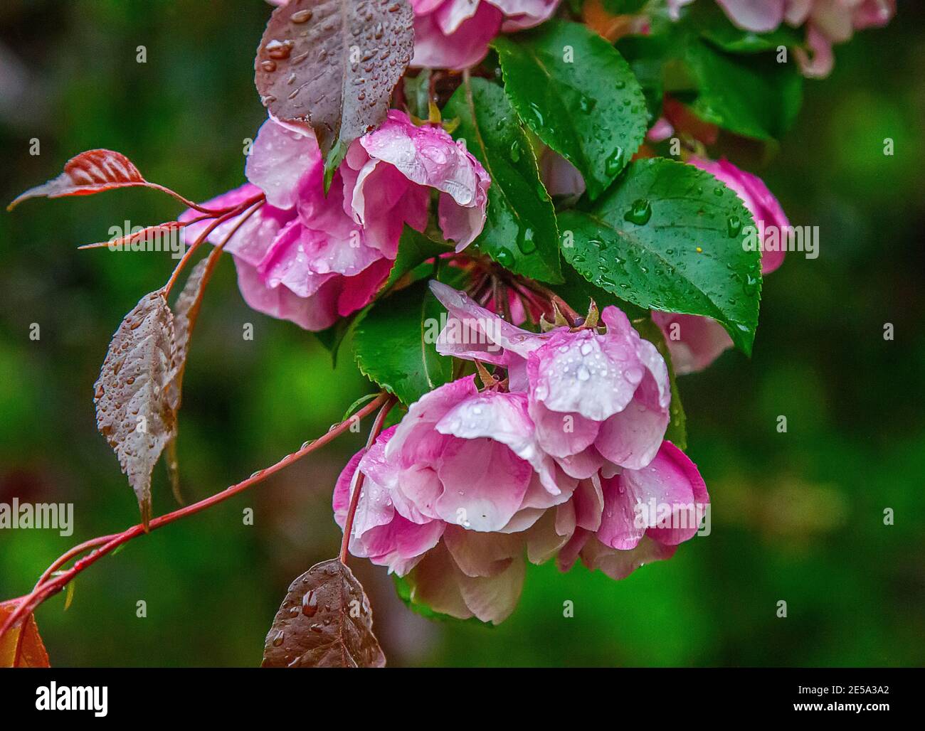 Chinesische Apfelbaum Sorte rosa (Malus prunifolia rosans, var. kerr) blüht unter hellen grünen frischen Grün des Parks Stockfoto