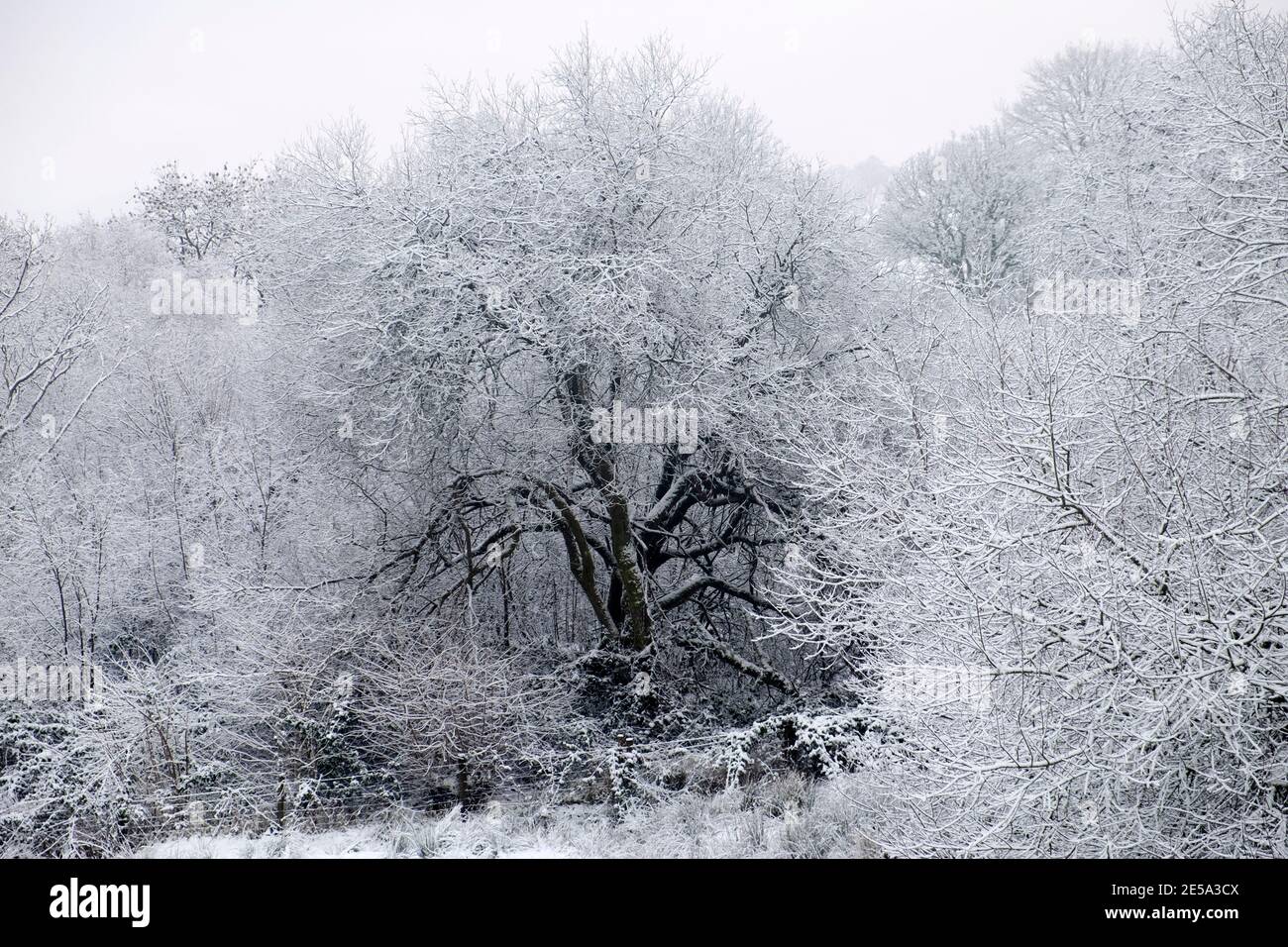 Blick auf einen schwarzen Baumstamm und Äste in schöner Weiß schneebedeckten Wetter Landschaft Landschaft von schneebedeckten Bäumen in Winter Wales Großbritannien KATHY DEWITT Stockfoto