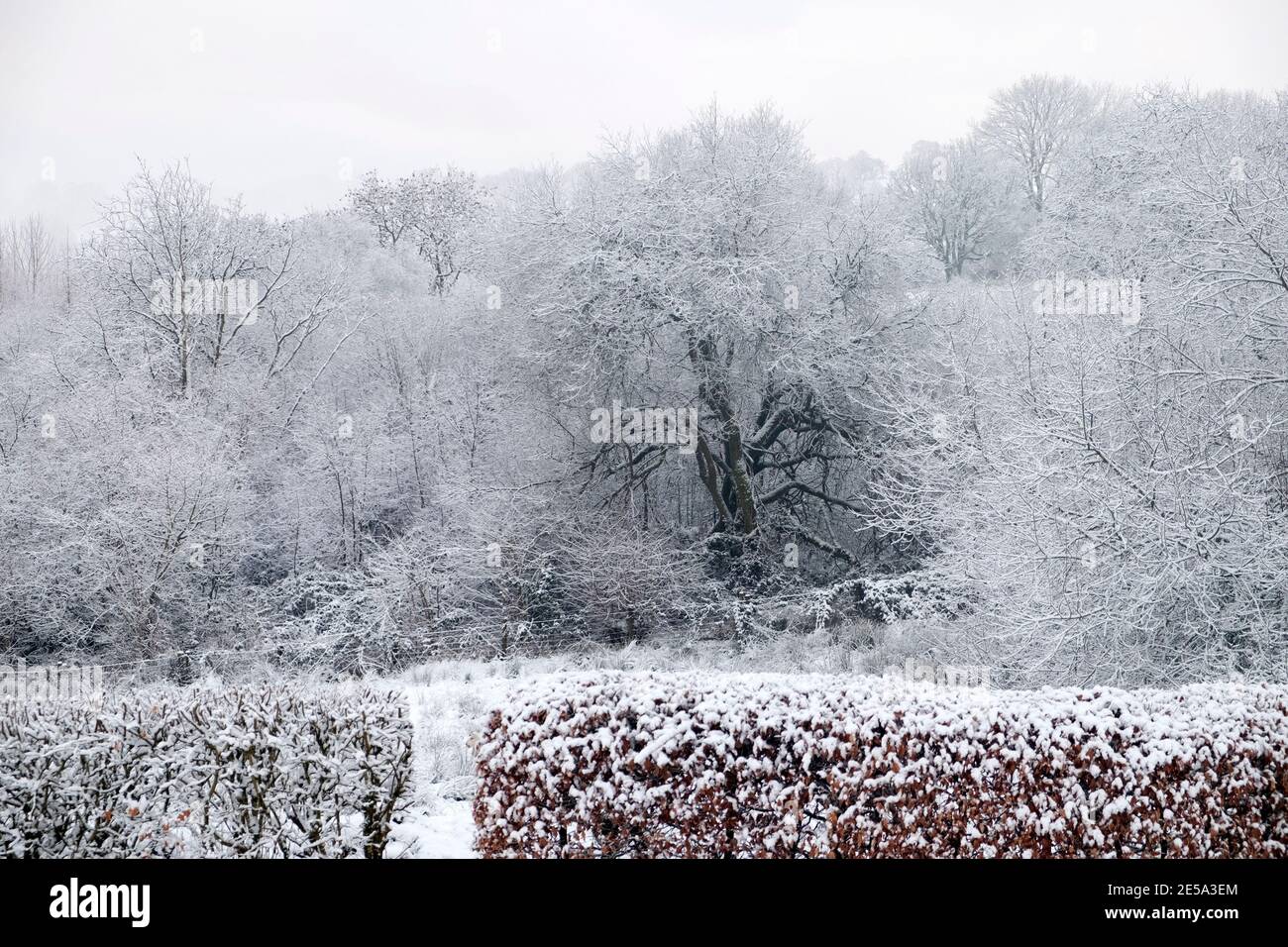 Blick auf einen schwarzen Baumstamm und Äste in schöner Weiß verschneiten Wetter Landschaft & Buche Hecke im Garten Winter Wales Großbritannien KATHY DEWITT Stockfoto