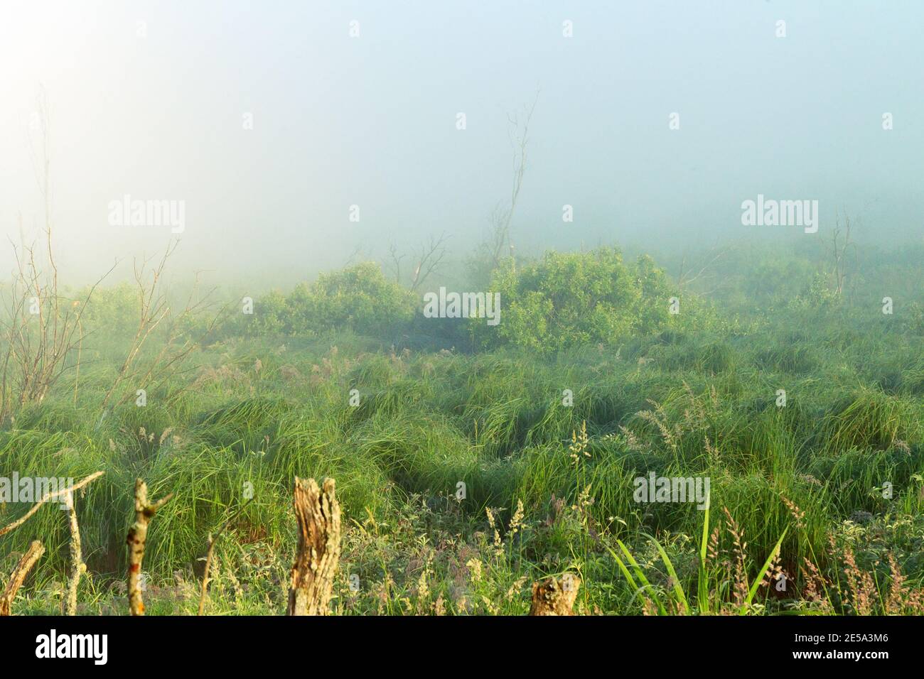 Ein ungewöhnlicher Zustand der Mittsommerwildtier. Dicker kalter Nebel über der Talgwiese und die aufgehende Sonne dringt durch den Dunst und erzeugt ein buntes Bild Stockfoto