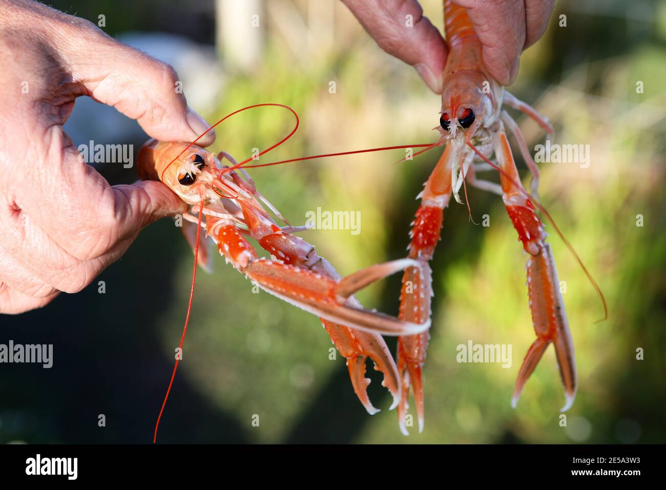 Mans Hand hält frisch gefangenen schottischen Langoustine Stockfoto
