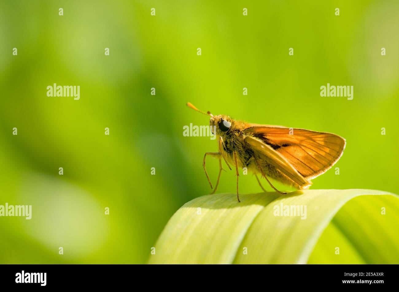 Männchen, großer Skipper Schmetterling, Ochlodes venata, Harwell Garten, Oxon, 20. Juni 2010. Stockfoto