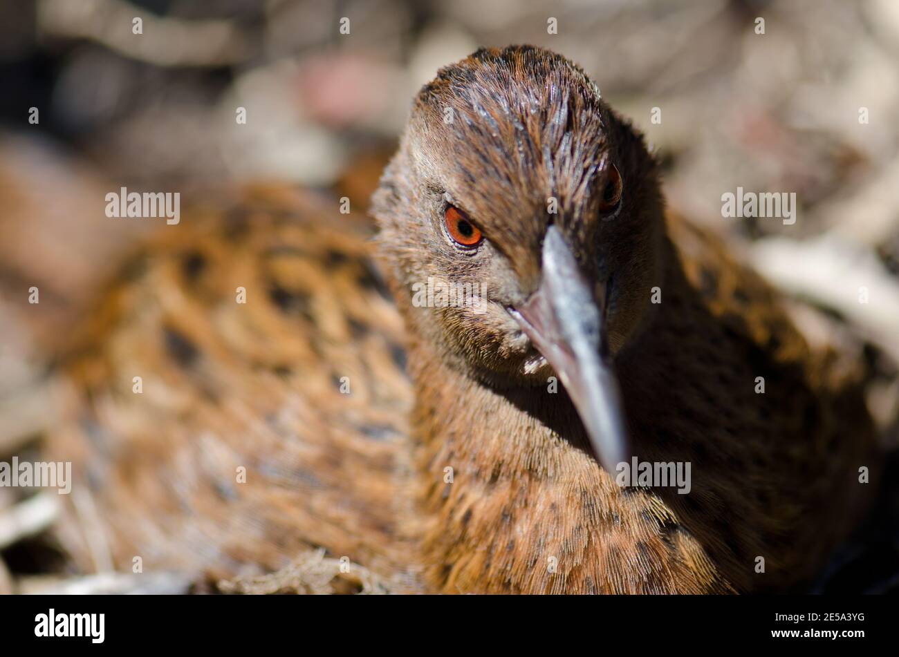 Steward Island weka Gallirallus australis scotti Ruhe. Boulder Beach. Ulva Island. Rakiura Nationalpark. Neuseeland. Stockfoto