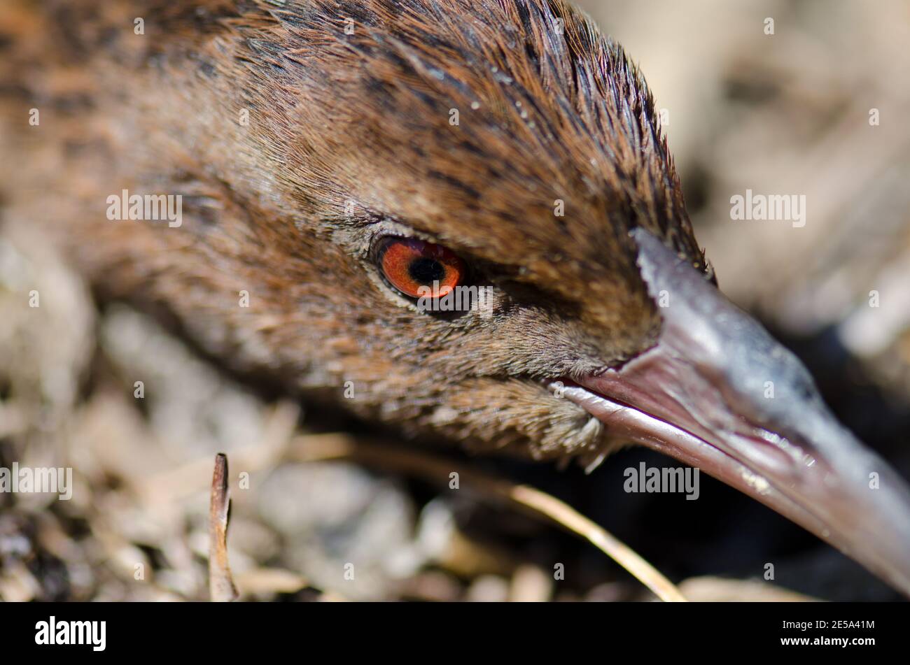 Steward Island weka Gallirallus australis scotti. Boulder Beach. Ulva Island. Rakiura Nationalpark. Neuseeland. Stockfoto