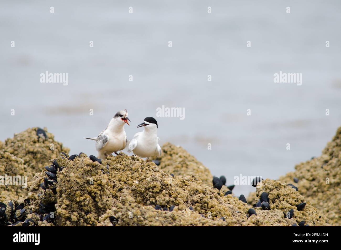 Seeschwalbe Sterna striata. Erwachsene und Jugendliche schlucken eine Beute. Insel neben Stewart Island. Neuseeland. Stockfoto