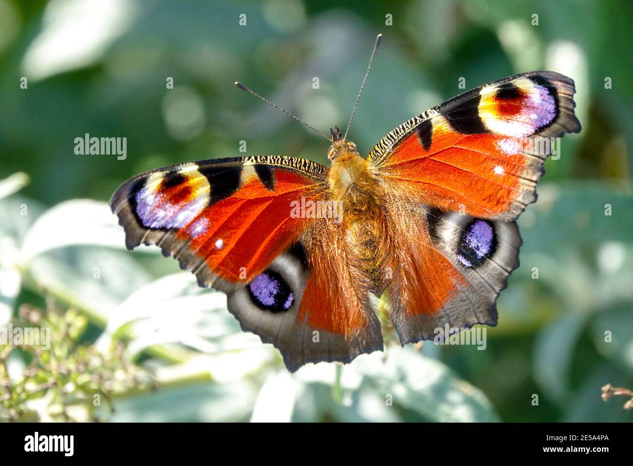 Aglais io Schmetterling Inachis io Pfau Schmetterling schöne Flügel mit Augen öffnen Schmetterling Flügel Insekten Schmetterling auf Blume Sommer Flieder Schmetterling Schmetterling Stockfoto