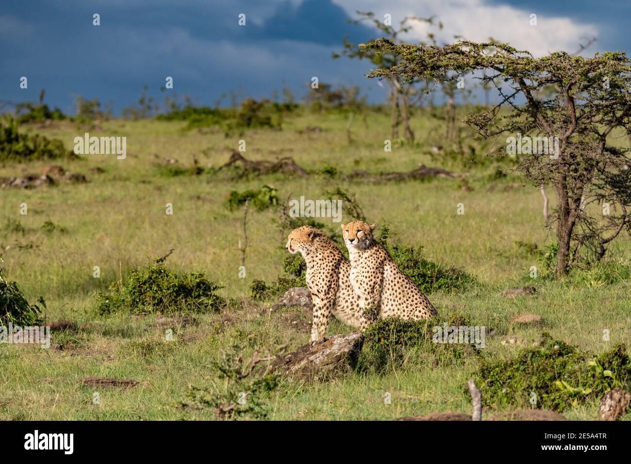 Zwei Gepardenbrüder, die Seite an Seite sitzen und nach Beute suchen, in der Masai Mara, Kenia Stockfoto