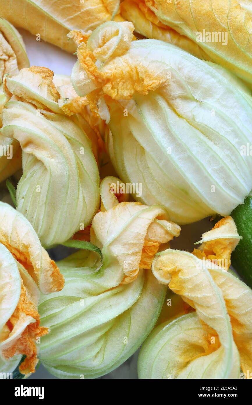 Makro-Flatlay von Baby Courgette oder Zucchini Squash Blüten aus der Draufsicht geschossen. Stockfoto