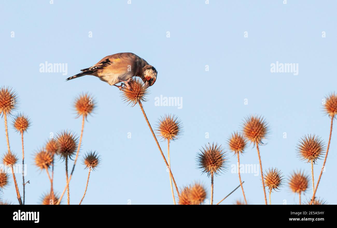 Eurasischer Goldfink (Carduelis carduelis), essend Samen von Distel, Deutschland, Bayern Stockfoto