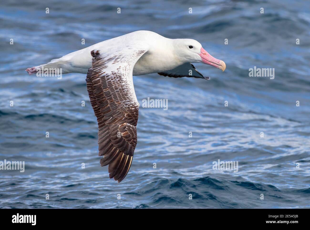 Royal Albatross, Southern Royal Albatross (Diomedea epomophora), Erwachsene im Flug über den Südpazifik, Neuseeland, Auckland Inseln Stockfoto