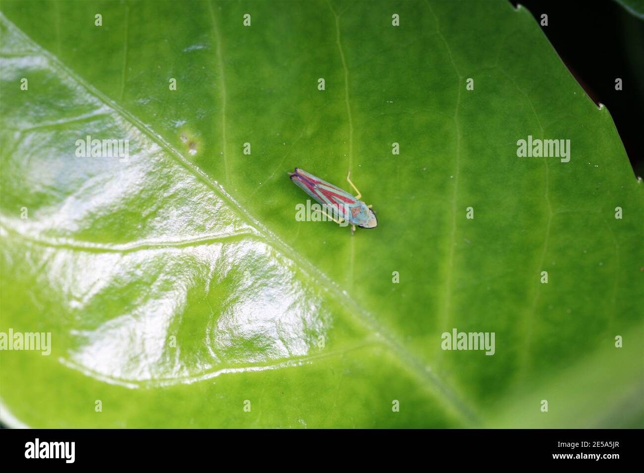 Ein Blatttrichter (Auchenorrhyncha) Stockfoto