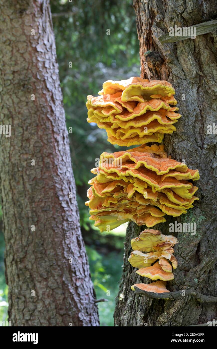 Das Huhn des Waldes, Aulphur polypore, Schwefel-Regal (Laetiporus sulfureus), Fruchtkörper an einem Nadelbaumstamm, Deutschland Stockfoto