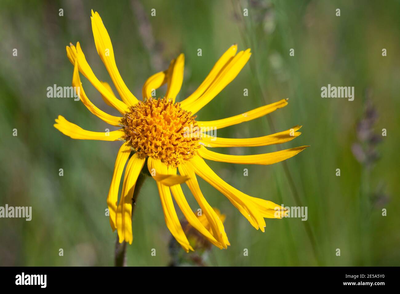 Europäische Arnika (Arnica montana), gelbe Blüte, Deutschland Stockfoto