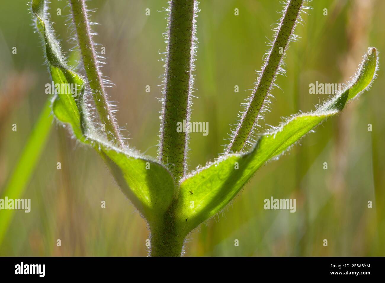 Europäische Arnika (Arnica montana), Stamm, Seitenansicht, Deutschland Stockfoto