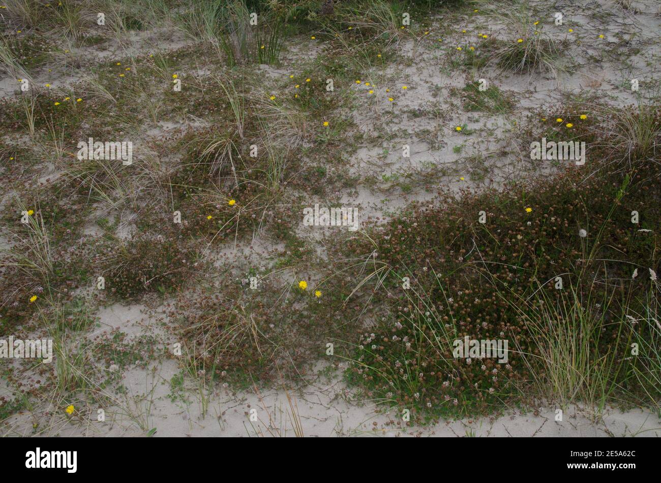 Vegetation bedeckt den Sand. Mason Bay. Stewart Island. Rakiura Nationalpark. Neuseeland. Stockfoto