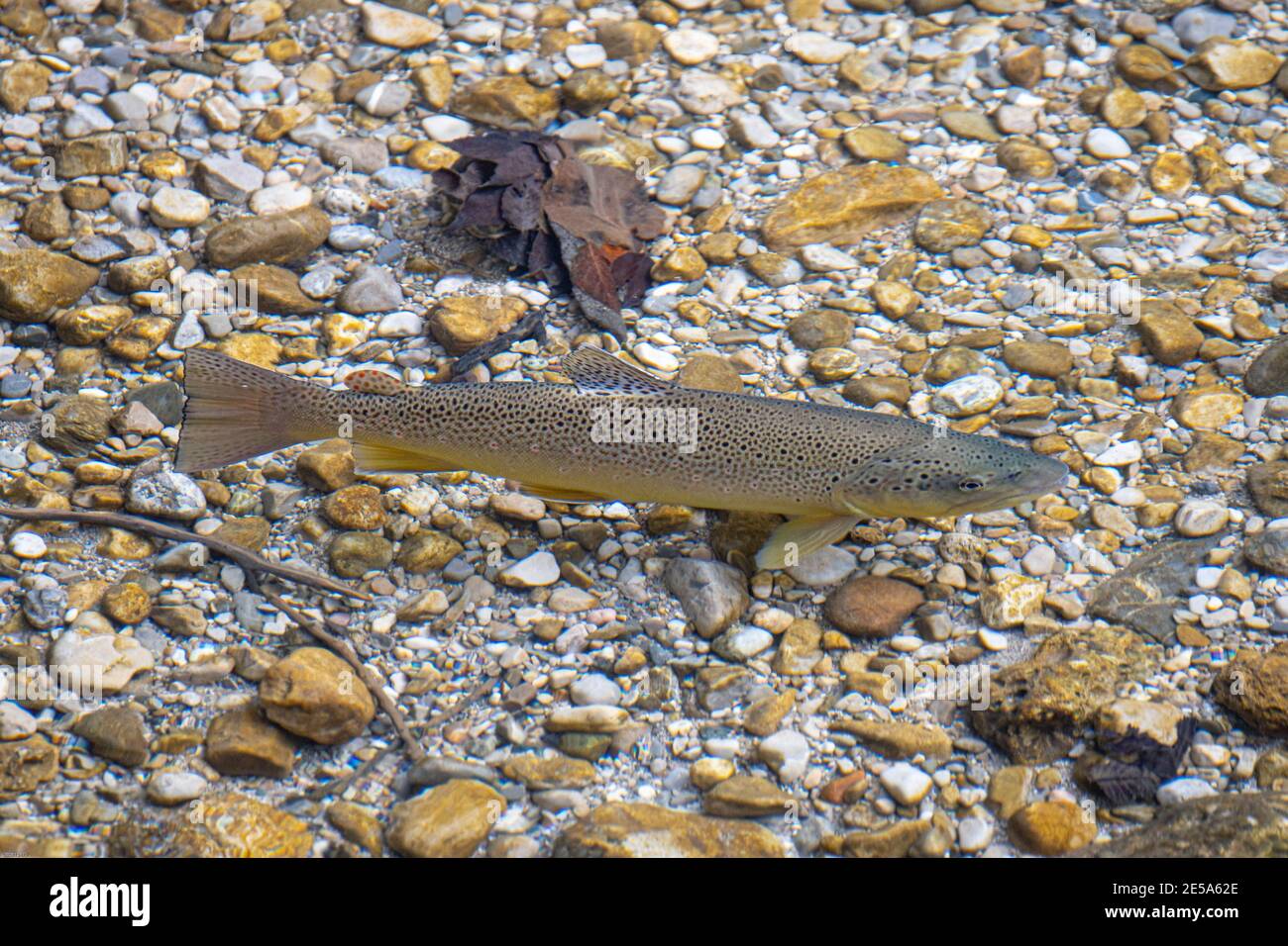 Bachforelle, Bachforelle, Bachforelle (Salmo trutta fario), in klarem Bach über Kiesboden, Deutschland, Bayern, Fluss Prien Stockfoto
