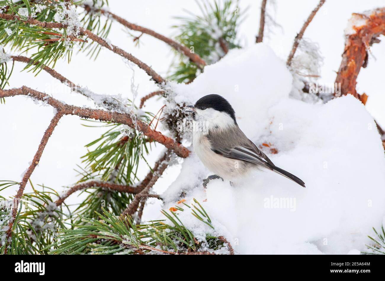 Scandinavian Willow Tit (Poecile montanus borealis, Poecile borealis), sitzend auf einem schneebedeckten Kiefernzweig, Finnland, Kuusamo, Taigawald Stockfoto
