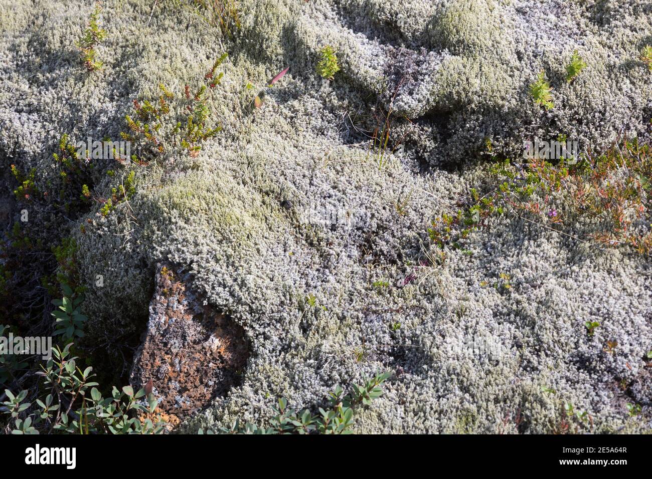 Racomitrium (Rhacomitrium spec.), Racomitrium Heide im Südwesten Islands, Island Stockfoto