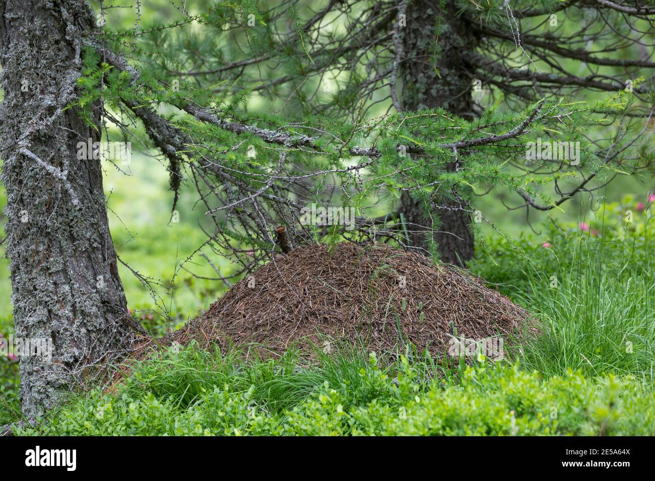 Holzameise (Formica spec.), Ameisenhaufen im Wald, Deutschland Stockfoto