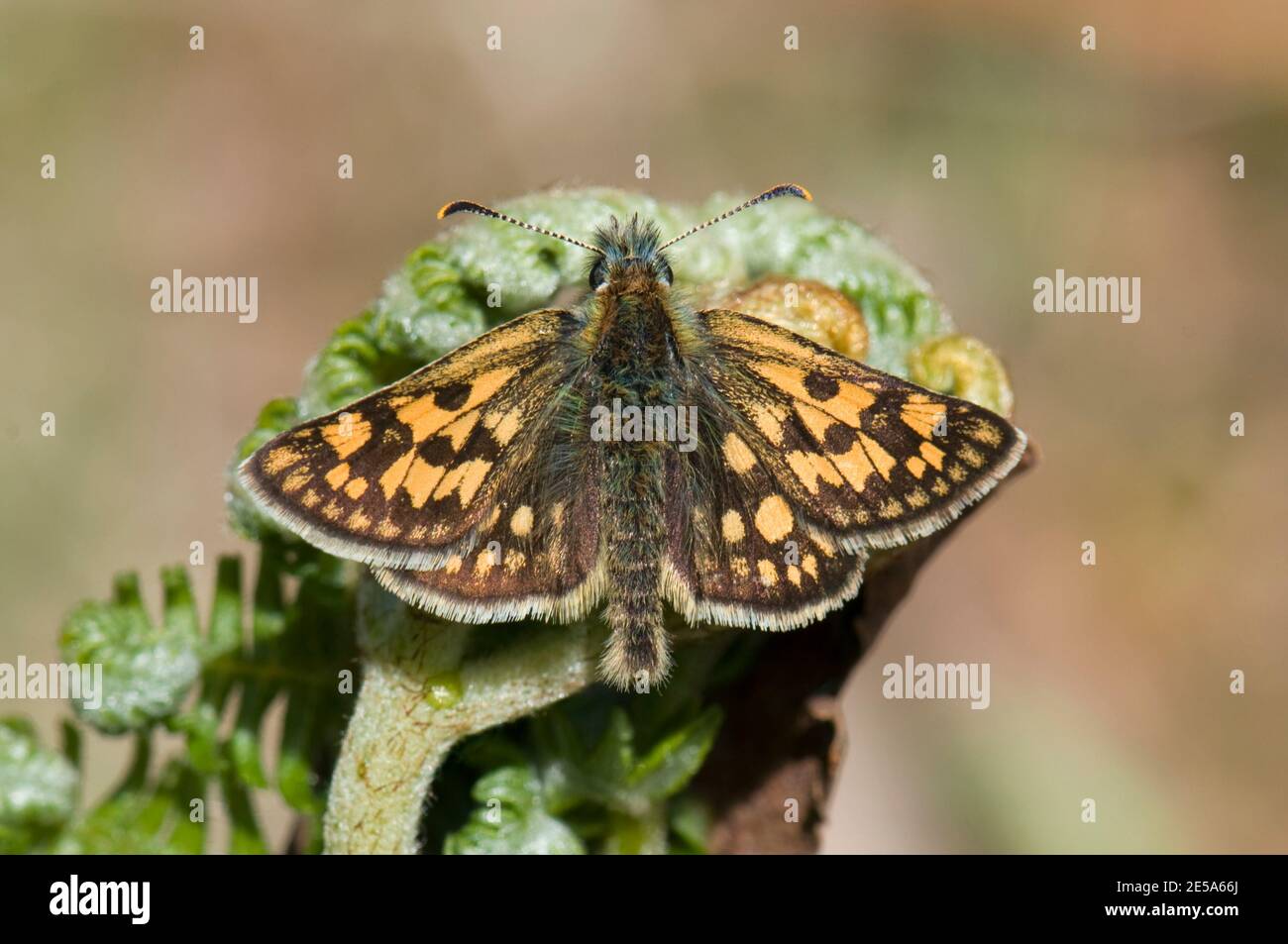 Karierte Skipper Butterfly, Carterocephalus palaemon, in Ruhe im Allt Mhuic Naturschutzgebiet, Inverness-Shire, Highlands, Schottland, 30. Mai 2015 Stockfoto