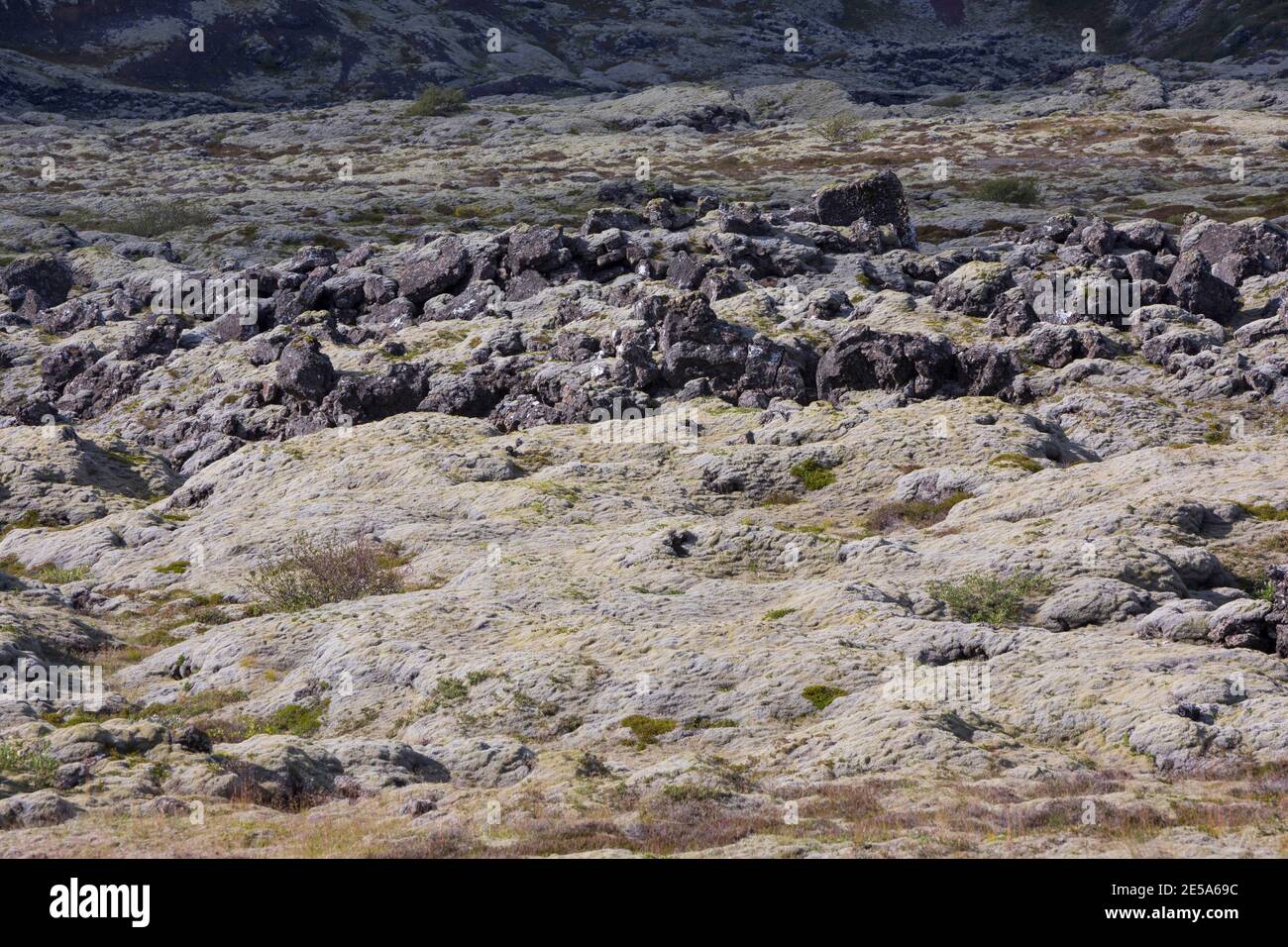 Racomitrium (Rhacomitrium spec.), Racomitrium Heide im Südwesten Islands, Island Stockfoto