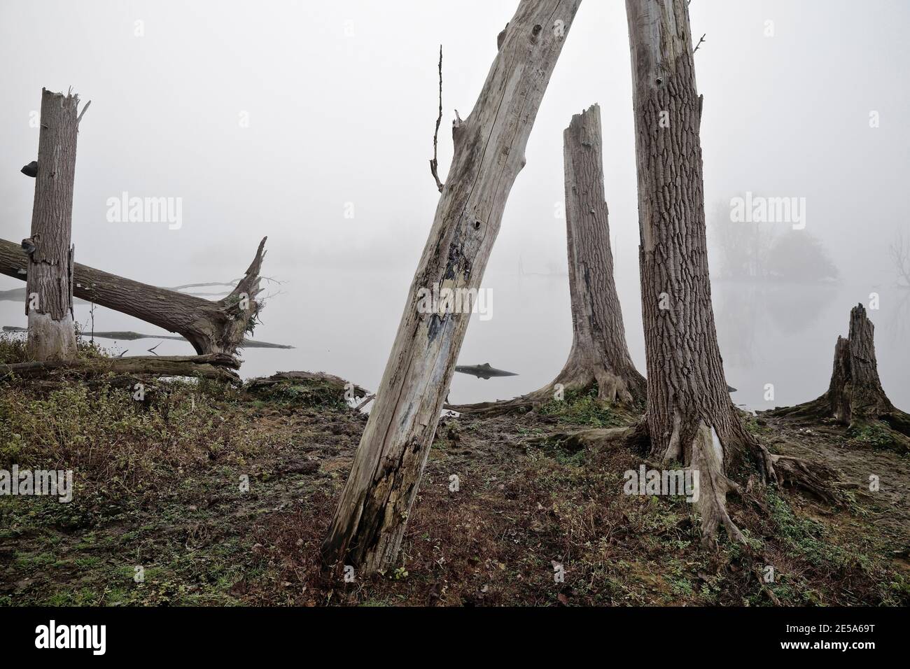 Baumstümpfe am Wasser im Novembernebel, Deutschland, Nordrhein-Westfalen, Xanten, Naturschutzgebiet Bislicher Insel Stockfoto