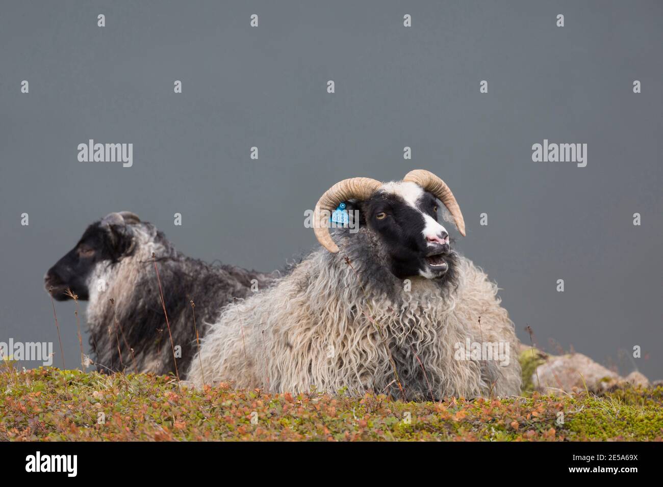 Islandschafe (Ovis ammon f. aries), zwei Schafe, die zusammen ruhen, Island Stockfoto