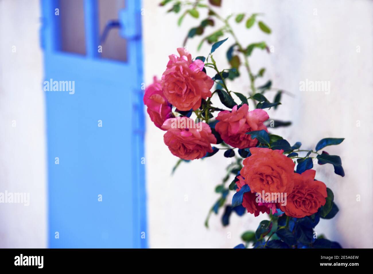 rosen an einer Fassade, blaue Tür im Hintergrund, Frankreich, Dept Var, Bauduen Stockfoto