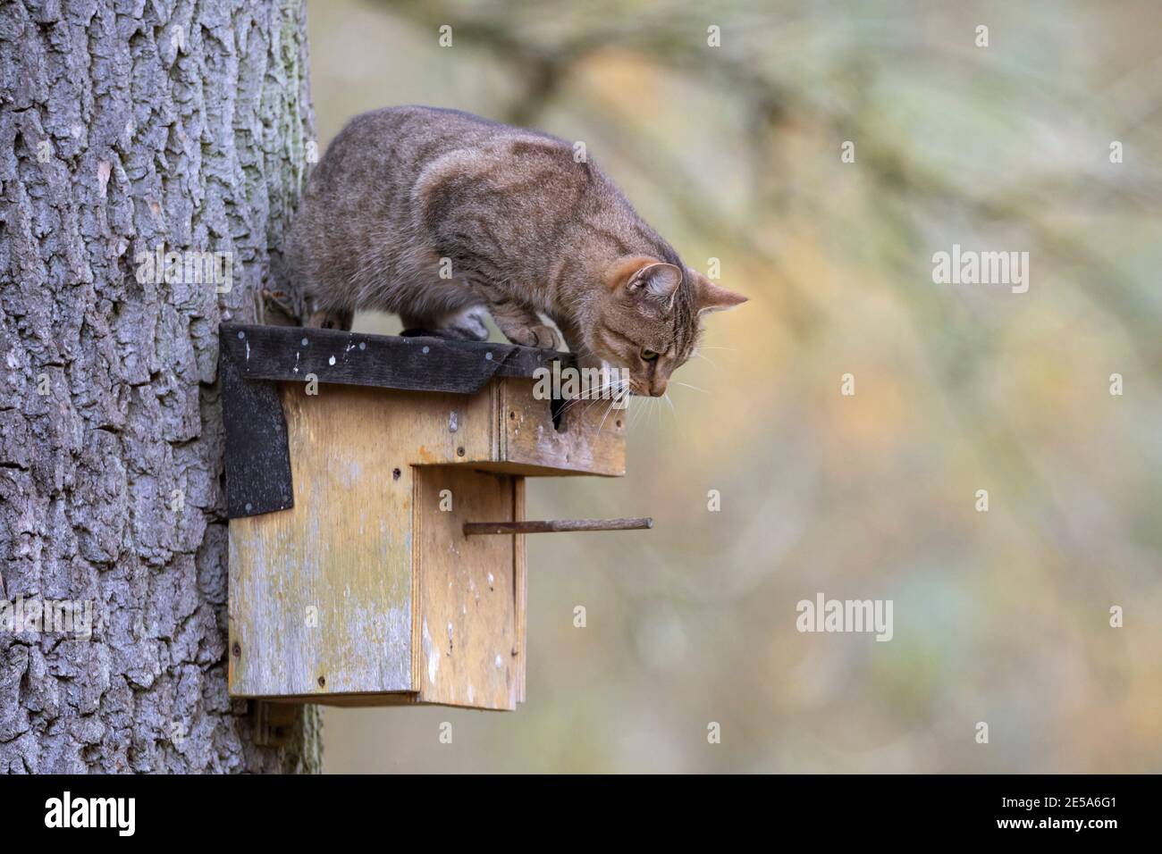 Hauskatze, Hauskatze (Felis silvestris f. catus), auf einem Nistkasten an einem Baumstamm sitzend, will den Vogelnistkasten rauben, Deutschland Stockfoto