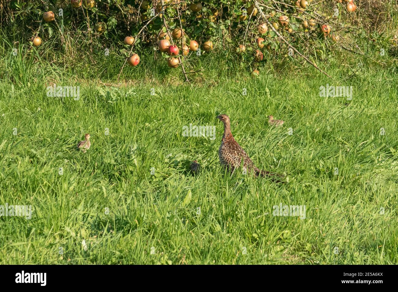 Fasane, Kaukasus Fasan, kaukasischer Fasan (Phasianus colchicus), Henne mit Küken im Wiesengarten, Deutschland, Bayern Stockfoto