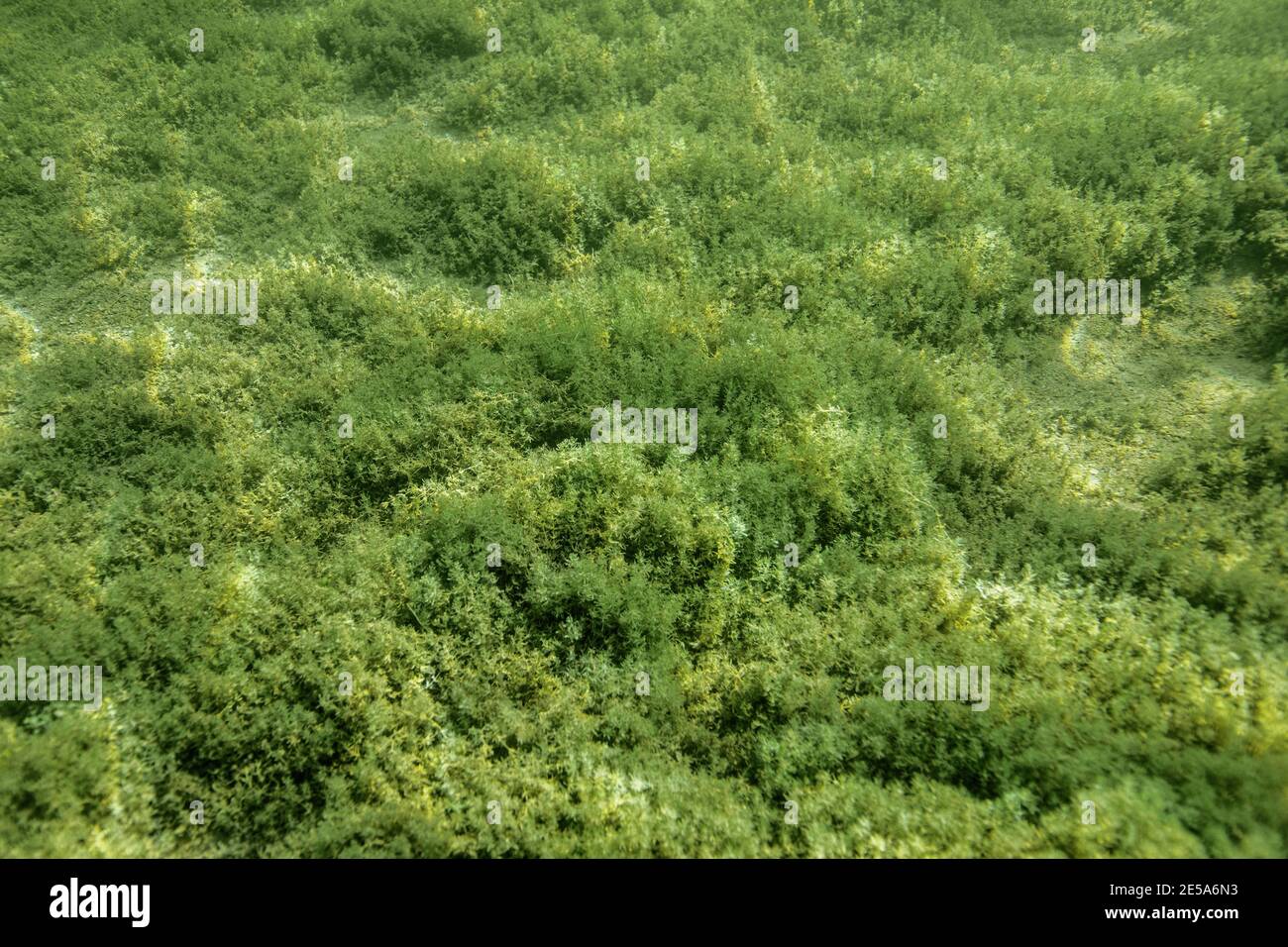 Steinkraut (Characeae), dichte Population am Seegrund, Deutschland, Bayern, Chiemsee Stockfoto