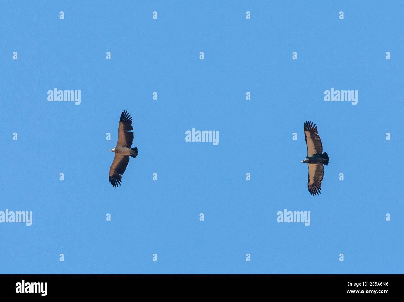 Orientalischer Weißrückengeier (Gyps bengalensis), im Flug (rechter Vogel), Indien, Stockfoto