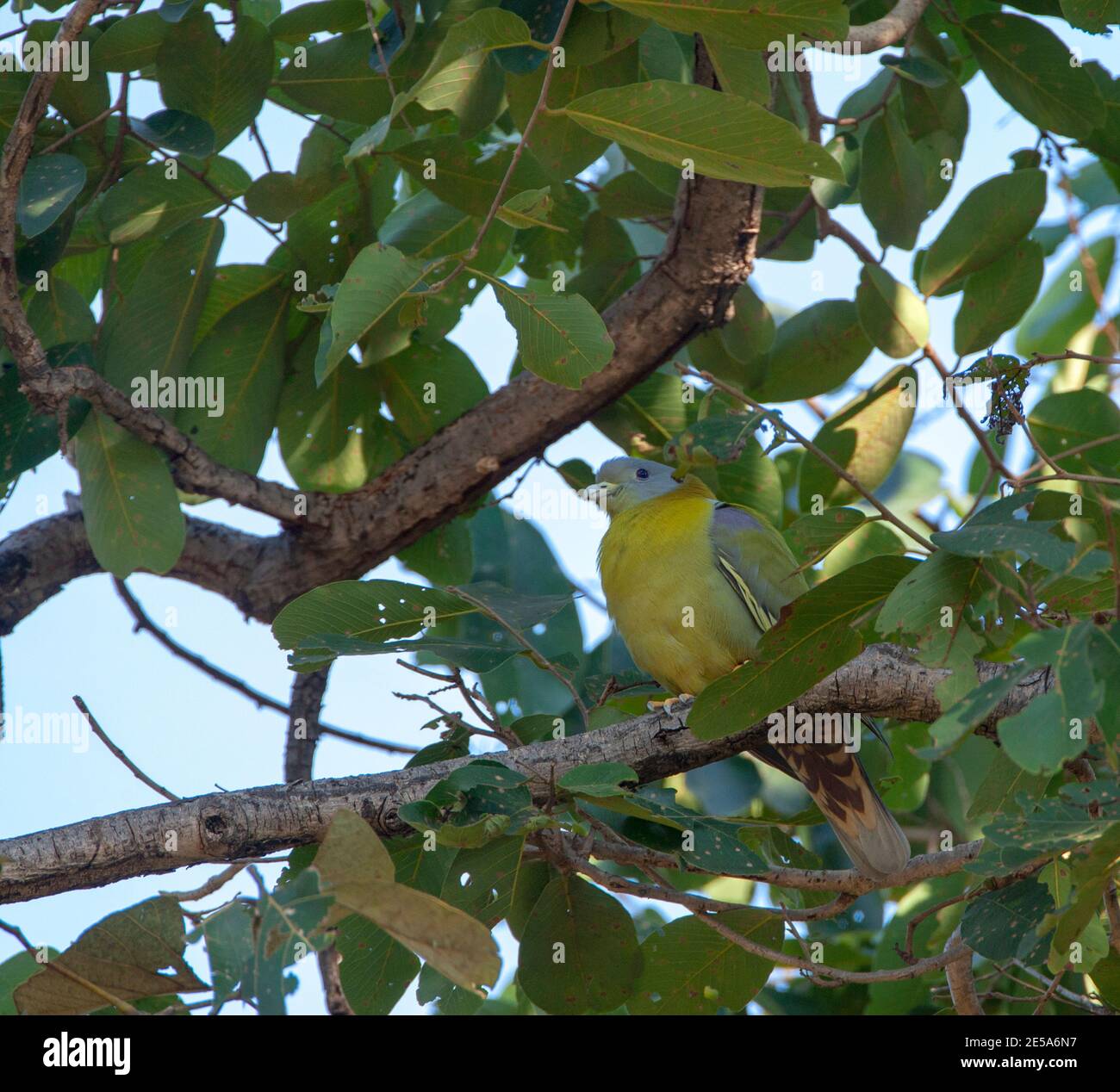 Gelbbeinige grüne Taube, gelbfüßige grüne Tauben (Treron phoenicoptera), auf einem Ast liegend, Indien, Stockfoto