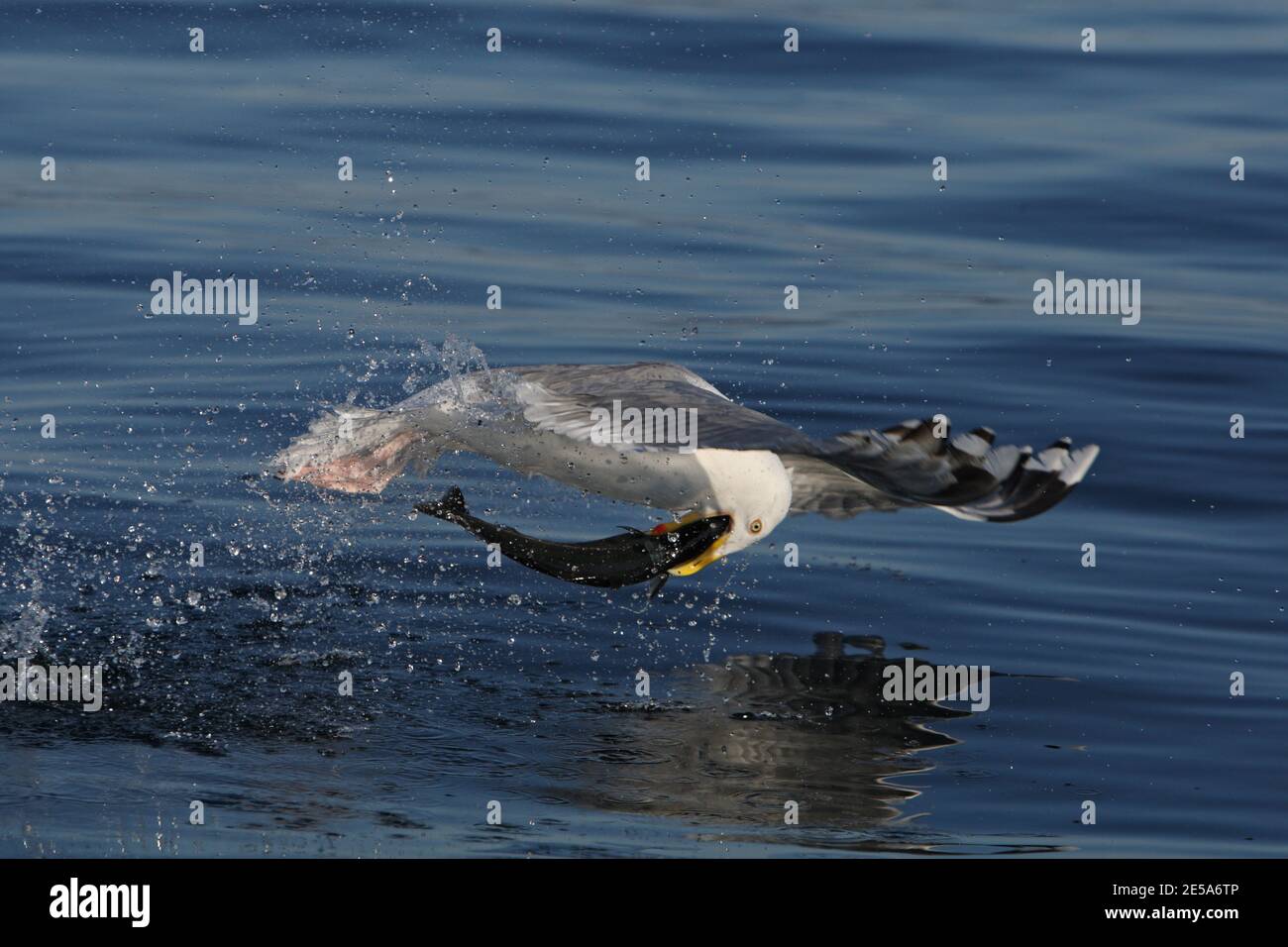 Heringsmöwe (Larus argentatus, Larus argentatus argentatus), Fang eines Fisches aus dem Meer, Norwegen, Flatanger Stockfoto
