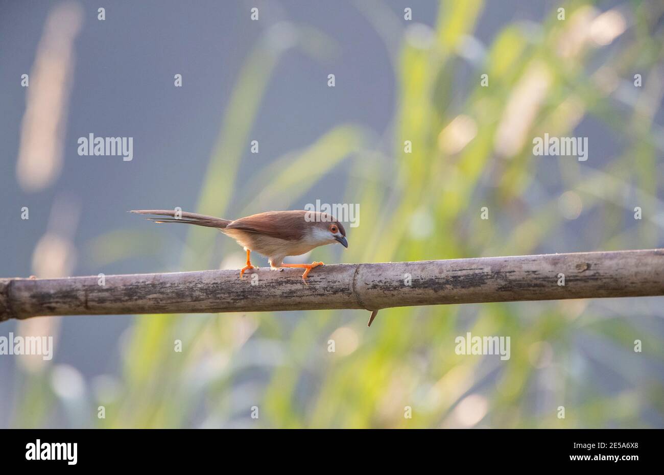 Orientalischer Gelbäugiger Schwätzer, Gelbäugiger Schwätzer (Chrysomma sinense), auf Bambus gehockt, China Stockfoto