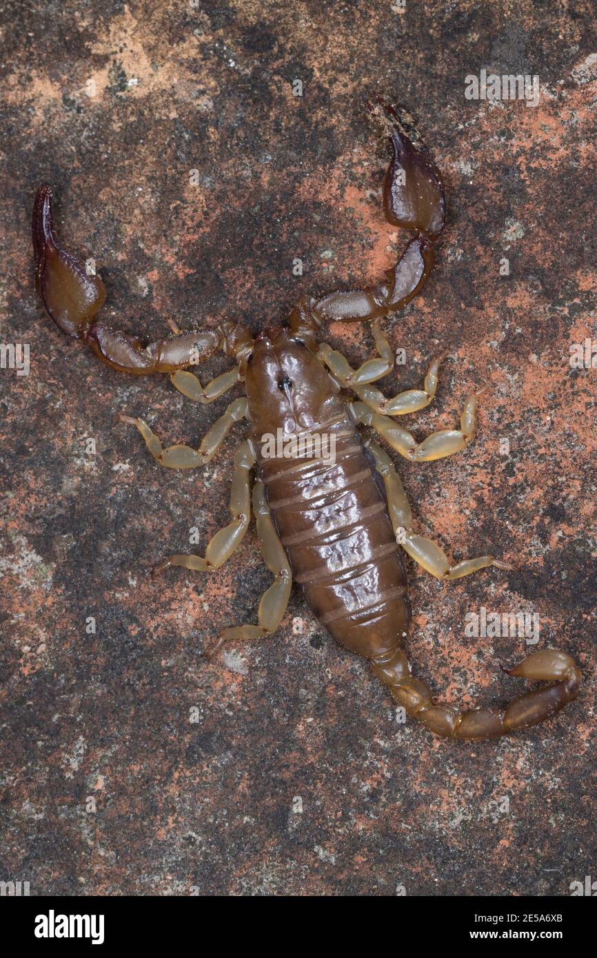 skorpion (Euscorpius spec.), Ganzkörperportrait, Ansicht von oben, Kroatien Stockfoto