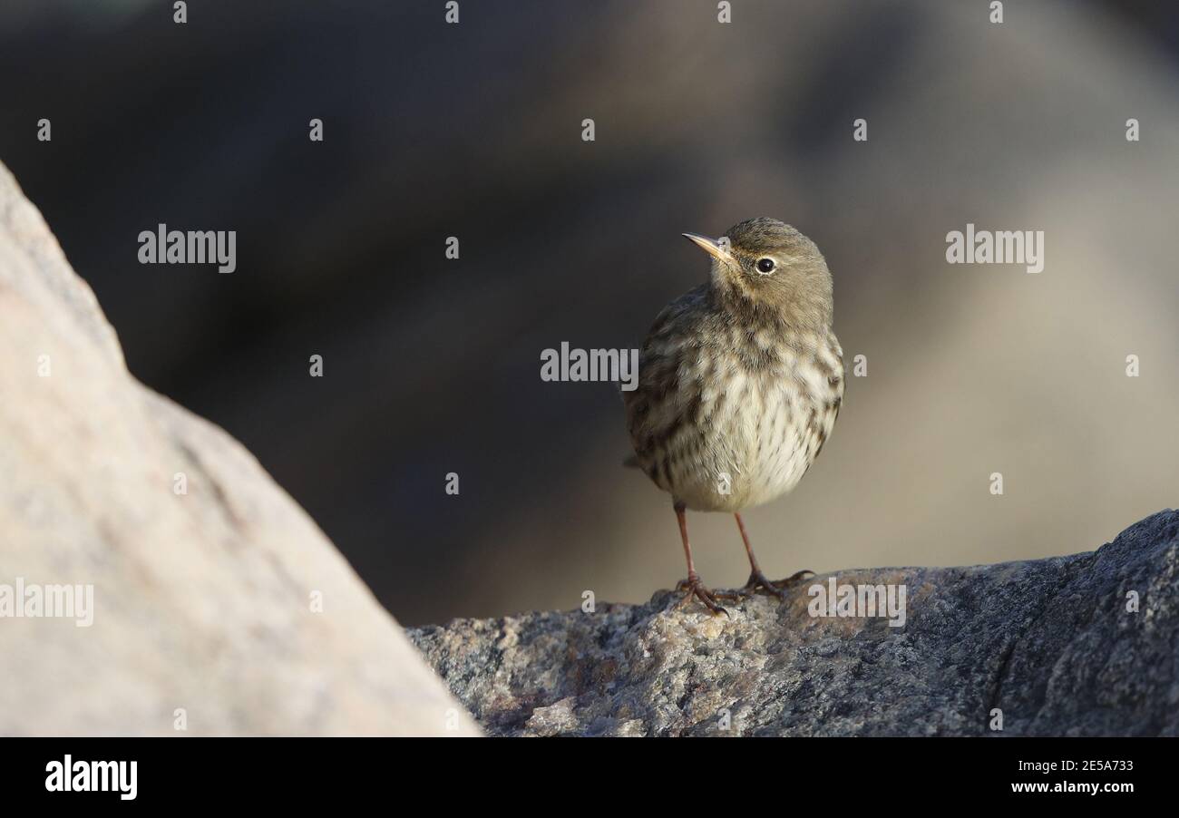 Skandinavische Hebriden-Steingrube (Anthus petrosus littoralis, Anthus littoralis), am Ufer, Dänemark Stockfoto