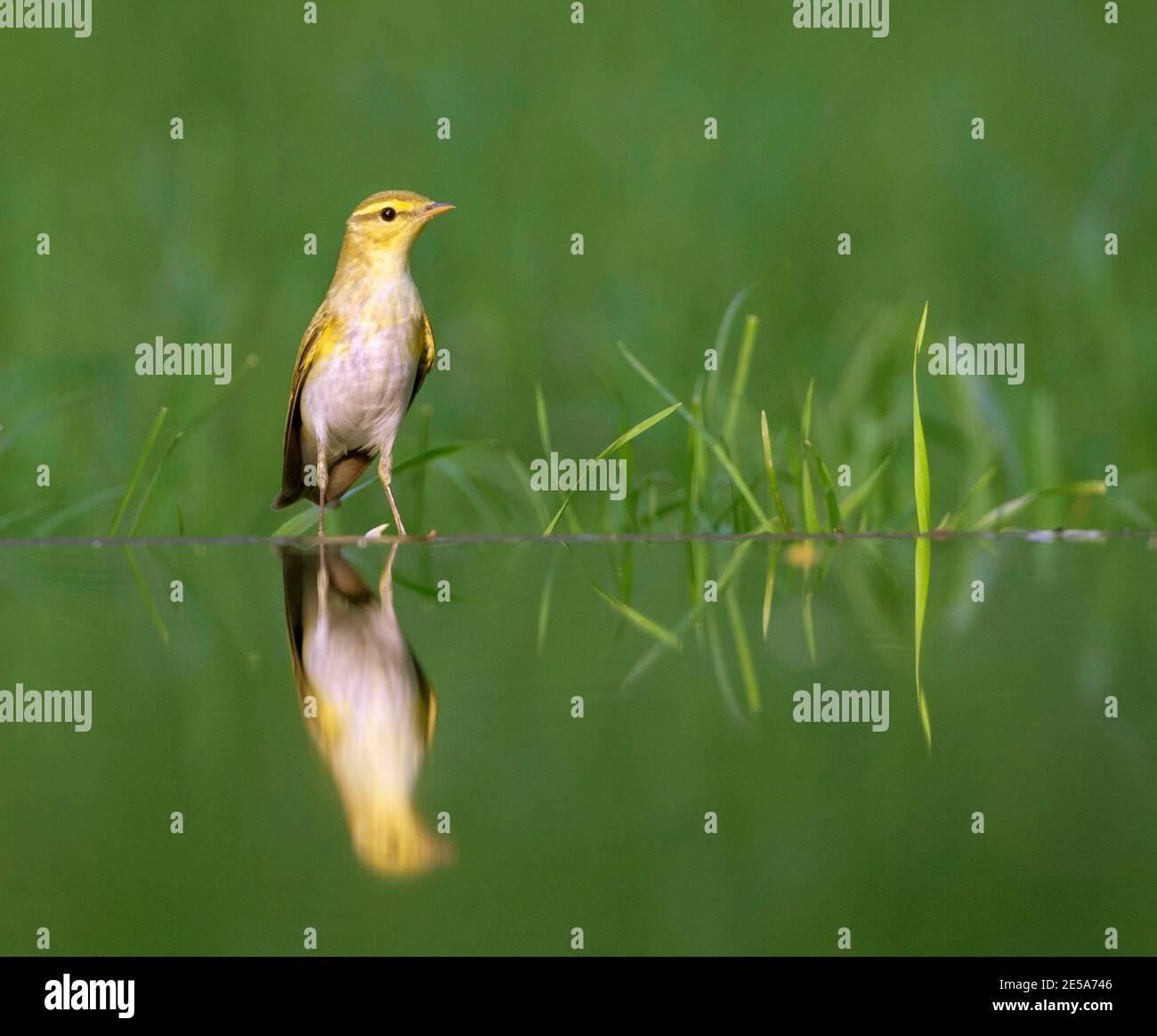Waldsänger (Phylloscopus sibilatrix), am Wasser, Ungarn Stockfoto