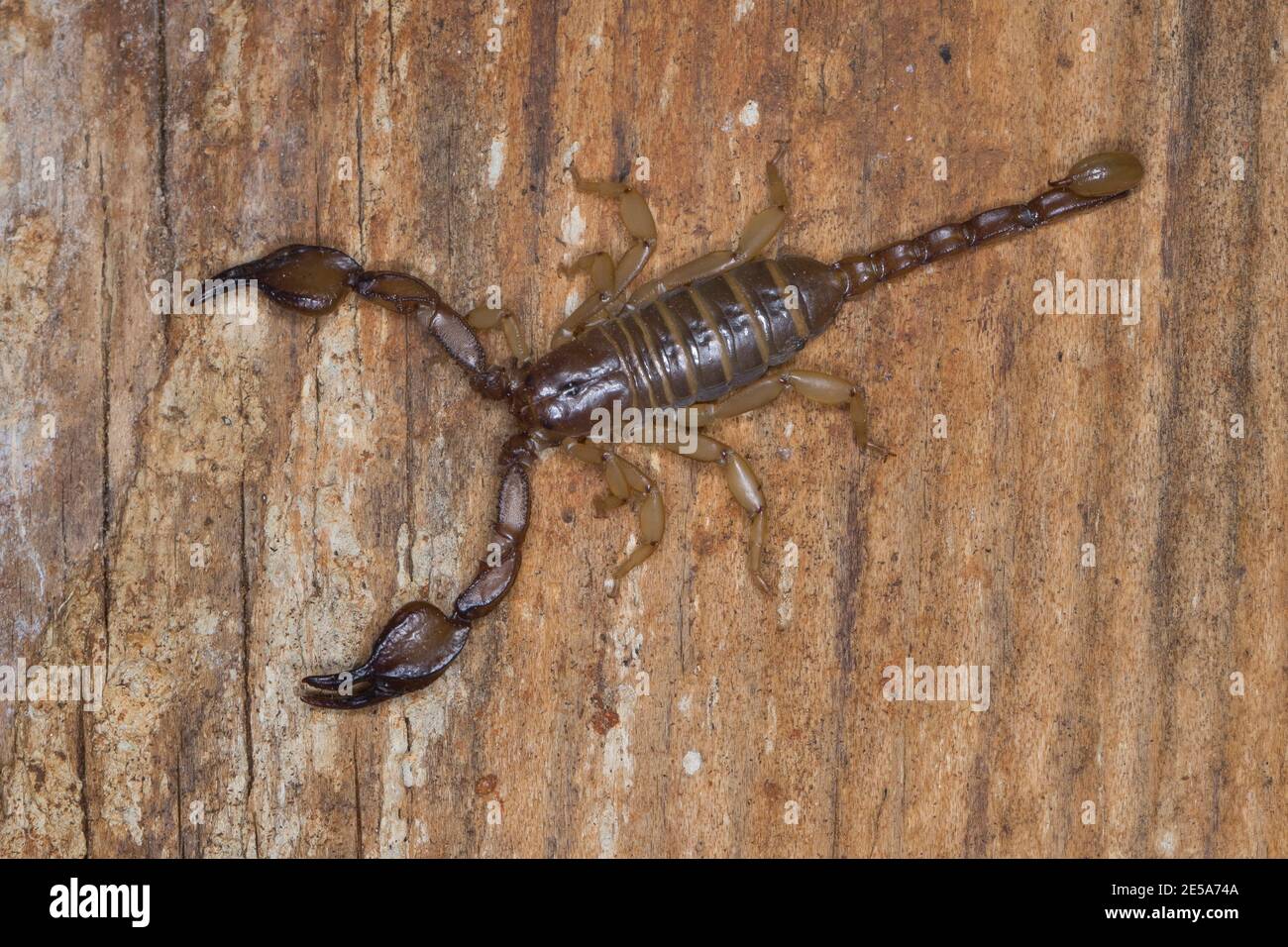 skorpion (Euscorpius spec.), auf Holz, Blick von oben, Kroatien Stockfoto