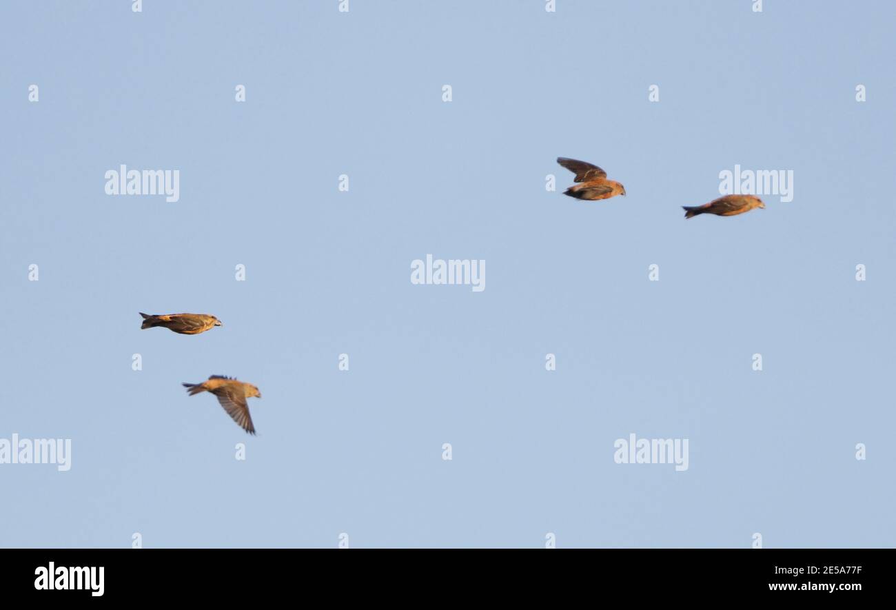Papageienkreuzschnabel (Loxia pytyopsittacus), vier Papageienkreuzschnabel im Flug, Dänemark Stockfoto