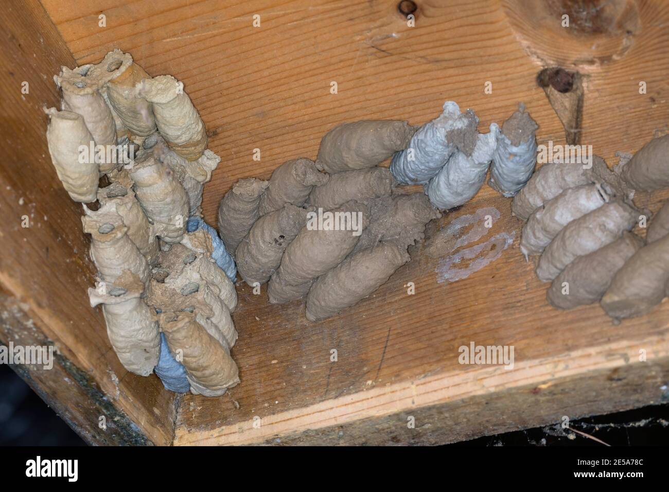 Schlammtaube, Schlammwespe, Diggerwespe (Sceliphron curvatum, Pelopoeus curvatus), Tonnest, Brutzellen, Deutschland Stockfoto